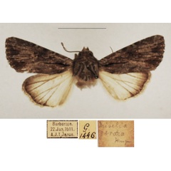 /filer/webapps/moths/media/images/G/geraea_Omphalestra_AM_TMSA_02.jpg