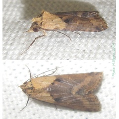 /filer/webapps/moths/media/images/P/polymorpha_Gyrtona_A_Bippus.jpg