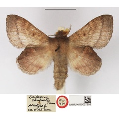 /filer/webapps/moths/media/images/C/compsotes_Leipoxais_AT_NHMUK.jpg