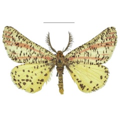 /filer/webapps/moths/media/images/T/thapsinus_Nothabraxas_AM_NHMUK.jpg