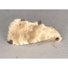 /filer/webapps/moths/media/images/P/pennula_Eublemma_A_Heyns_02.jpg