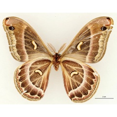 /filer/webapps/moths/media/images/H/hassoni_Epiphora_HT_RBINSb.jpg