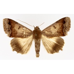 /filer/webapps/moths/media/images/M/mejanesi_Ophiusa_AM_TMSA_01.jpg