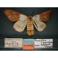 /filer/webapps/moths/media/images/L/leplaei_Anaphe_AT_RMCA_01.jpg