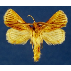 /filer/webapps/moths/media/images/T/thikaensis_Mountelgonia_HT_Lehmann_4kmYUwe.jpg