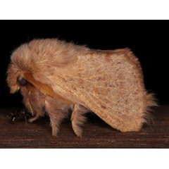 /filer/webapps/moths/media/images/P/punctifascia_Anadiasa_A_Roland_03.jpg