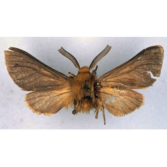 /filer/webapps/moths/media/images/I/incensa_Automolis_HT_BMNH_01.jpg