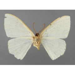 /filer/webapps/moths/media/images/C/caberaria_Scopula_HT_ZSM_02.jpg
