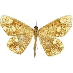 /filer/webapps/moths/media/images/S/stellata_Melinoessa_AM_MCJM.jpg