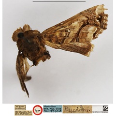 /filer/webapps/moths/media/images/B/blandiatrix_Eutelia_HT_NHMUK.jpg