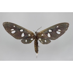 /filer/webapps/moths/media/images/K/kenredi_Amata_A_BMNH.jpg