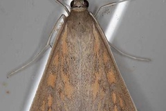 Dolicharthria paediusalis