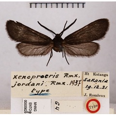 /filer/webapps/moths/media/images/J/jordani_Xenoprocris_HT_MHNG.jpg
