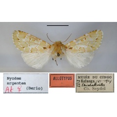 /filer/webapps/moths/media/images/A/argentea_Elaeodes_AT_RMCA.jpg