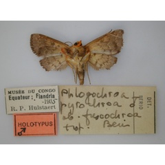 /filer/webapps/moths/media/images/F/fuscochroa_Phlogochroa_HT_RMCA_02.jpg