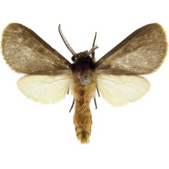 /filer/webapps/moths/media/images/B/benitensis_Metarctia_AM_MCJM.jpg