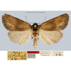 /filer/webapps/moths/media/images/P/plurilineata_Matopo_HT_MNHN.jpg