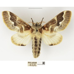 /filer/webapps/moths/media/images/S/sodalium_Streblote_AF_NHMUK.jpg