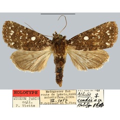 /filer/webapps/moths/media/images/C/condei_Athetis_HT_MNHN.jpg