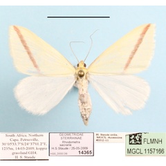 /filer/webapps/moths/media/images/S/sacraria_Rhodometra_A_MGCLa_01.JPG
