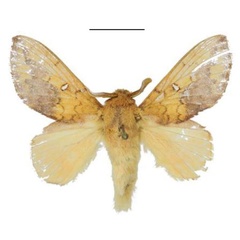 /filer/webapps/moths/media/images/G/giustii_Hypotrabala_PTM_ANHRT.jpg