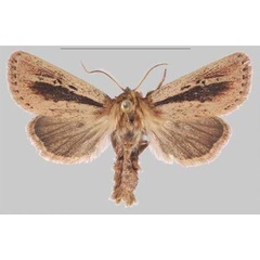 /filer/webapps/moths/media/images/E/elgonensis_Sciomesa_HT_MNHNa.jpg