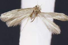 Elachista veruta