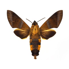 /filer/webapps/moths/media/images/C/cadioui_Atemnora_AF_Basquina.jpg