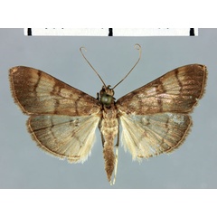 /filer/webapps/moths/media/images/A/amelialis_Syllepte_HT_MNHN.jpg