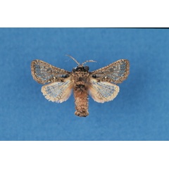 /filer/webapps/moths/media/images/E/estherae_Paralebedella_PTM_BMNH.jpg