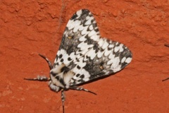 Rhypopteryx rhodalipha