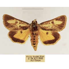/filer/webapps/moths/media/images/B/brevivitta_Aegocera_AF_TMSA.jpg