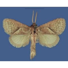 /filer/webapps/moths/media/images/M/madrandelei_Lukeniana_HT_RMCA.jpg