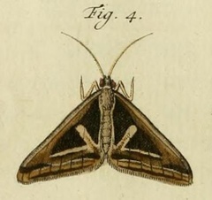 /filer/webapps/moths/media/images/D/deliana_Trigonodes_Stoll_36_4.jpg