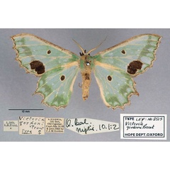 /filer/webapps/moths/media/images/G/gordoni_Victoria_HT_OUMNH_01.jpg