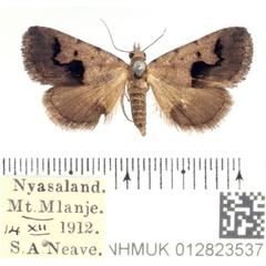 /filer/webapps/moths/media/images/A/arvorum_Baniana_AF_BMNH_02.jpg