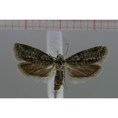 /filer/webapps/moths/media/images/W/wieseri_Homadaula_HT_ZMHB.jpg