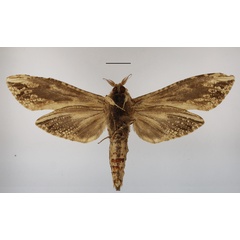 /filer/webapps/moths/media/images/E/elephas_Strigocossus_A_MGCLb.JPG