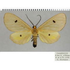 /filer/webapps/moths/media/images/D/dama_Geodena_AF_ZSMa.jpg