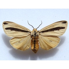 /filer/webapps/moths/media/images/S/scita_Epilacydes_A_Goff_02.jpg