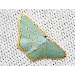 /filer/webapps/moths/media/images/S/stillata_Comostolopsis_A_Braun.jpg