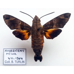 /filer/webapps/moths/media/images/A/aesalon_Macroglossum_AM_Turlin.jpg