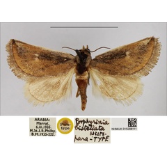 /filer/webapps/moths/media/images/B/bistellata_Porphyrinia_PTM_NHMUK.jpg