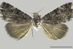 Ozarba persinua