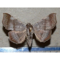 /filer/webapps/moths/media/images/W/woerdenialis_Libystica_A_Goffa_01.JPG