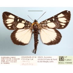 /filer/webapps/moths/media/images/C/caudata_Hespagarista_A_MGCLa_01.JPG