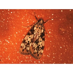 /filer/webapps/moths/media/images/M/meridionalis_Sommeria_A_Roland.jpg