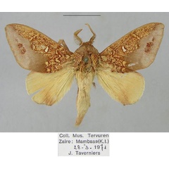 /filer/webapps/moths/media/images/G/geoffreygutmani_Hypotrabala_PTM_RMCA_02.jpg