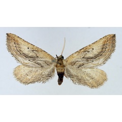 /filer/webapps/moths/media/images/D/diploschema_Hebdomophruda_AF_TMSA.jpg