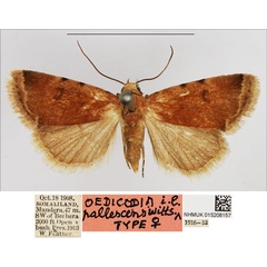 /filer/webapps/moths/media/images/P/pallescens_Oedicodia_PTF_NHMUK.jpg